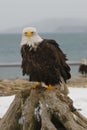 Alaskan Bald Eagle, Haliaeetus leucocephalus