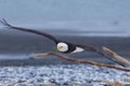 Alaskan Bald Eagle, Haliaeetus leucocephalus