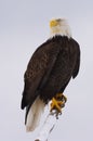 Alaskan Bald Eagle, Haliaeetus leucocephalus
