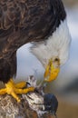 Alaskan Bald Eagle, Haliaeetus leucocephalus