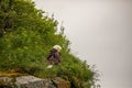 Alaskan Bald Eagle preening Royalty Free Stock Photo