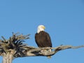 Alaskan bald eagle on wooden perch