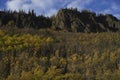 Alaskan Birch Tree Fall Colors