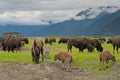 Alaskan bisons Royalty Free Stock Photo