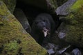 Alaskan Black Bear Gorging on Salmon Royalty Free Stock Photo