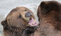 Alaskan brown bear Royalty Free Stock Photo