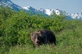 Alaskan Brown Bear Royalty Free Stock Photo