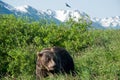 Alaskan Brown Bear Royalty Free Stock Photo