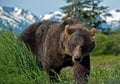 Alaskan Brown Bear Royalty Free Stock Photo