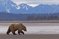 Alaska grizzly brown bear walking wildlife mountains Royalty Free Stock Photo