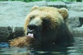 Alaskan Brown Bear Bathing In Pool Royalty Free Stock Photo