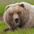 Alaskan grizzly brown bear boar aggresive growling teeth Royalty Free Stock Photo