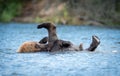 Alaskan brown bear playing Royalty Free Stock Photo