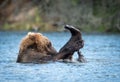 Alaskan brown bear playing Royalty Free Stock Photo