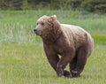 Flight fight stress brown grizzly bear cub running danger Royalty Free Stock Photo