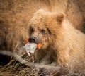 Alaskan brown bear cub with salmon Royalty Free Stock Photo