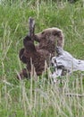 Alaskan brown bear cub and tree Royalty Free Stock Photo