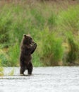 Alaskan brown bear cubs Royalty Free Stock Photo