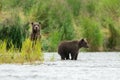 Alaskan brown bear cubs Royalty Free Stock Photo