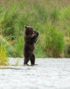 Alaskan brown bear cubs Royalty Free Stock Photo