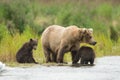 Alaskan brown bear and cubs Royalty Free Stock Photo