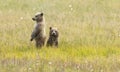 Alaskan Brown Bear Cubs Stand In A Field