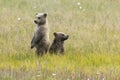 Alaskan Brown Bear Cubs stand in a field Royalty Free Stock Photo