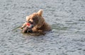 Alaskan brown bear feeding on salmon