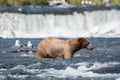 Alaskan brown bear fishing Royalty Free Stock Photo