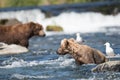 Alaskan brown bear fishing Royalty Free Stock Photo