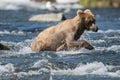 Alaskan brown bear fishing Royalty Free Stock Photo