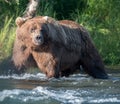 Alaskan brown bear fishing Royalty Free Stock Photo