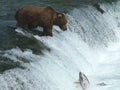 Alaskan Brown Bear Fishing at Falls Royalty Free Stock Photo