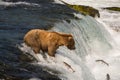 Alaskan brown bear fishing for salmon Royalty Free Stock Photo