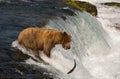 Alaskan brown bear fishing for salmon Royalty Free Stock Photo