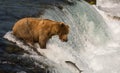 Alaskan brown bear fishing for salmon Royalty Free Stock Photo