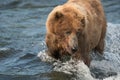 Alaskan brown bear fishing for salmon Royalty Free Stock Photo