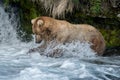 Alaskan brown bear fishing Royalty Free Stock Photo