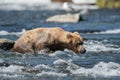 Alaskan brown bear fishing Royalty Free Stock Photo