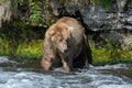 Alaskan brown bear fishing Royalty Free Stock Photo