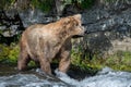 Alaskan brown bear fishing Royalty Free Stock Photo