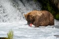 Alaskan brown bear fishing Royalty Free Stock Photo