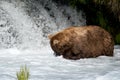 Alaskan brown bear fishing Royalty Free Stock Photo