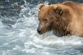 Alaskan brown bear fishing for salmon Royalty Free Stock Photo