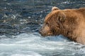 Alaskan brown bear fishing for salmon Royalty Free Stock Photo