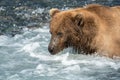 Alaskan brown bear fishing for salmon Royalty Free Stock Photo