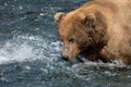 Alaskan brown bear fishing for salmon Royalty Free Stock Photo