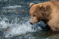 Alaskan brown bear fishing for salmon Royalty Free Stock Photo