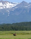 An Alaskan Brown Bear grazes with snowy mountains in the background in the Katmai National Park Royalty Free Stock Photo