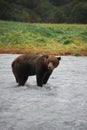 Alaskan Brown Bear/Grizzly